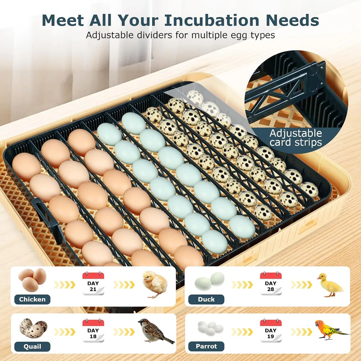 Incubators for Hatching Eggs, 56 Eggs Incubator with Egg Candler, Auto Egg Turner, Temp & Humidity Control, Hatch Day,360° Viewing for Chicken,Duck,Quail Eggs,Ideal for Farm,School and Lab,Blue&Yellow — image 4