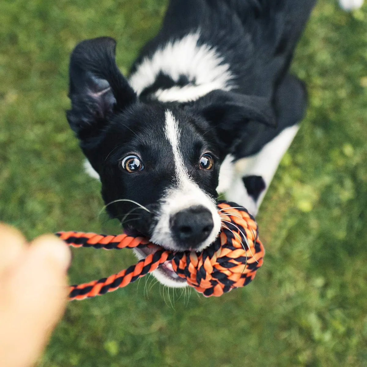 SHARLOVY Large Tough Chew Toys for Aggressive Chewers, 9 Pack Dog Rope Toys — image 7