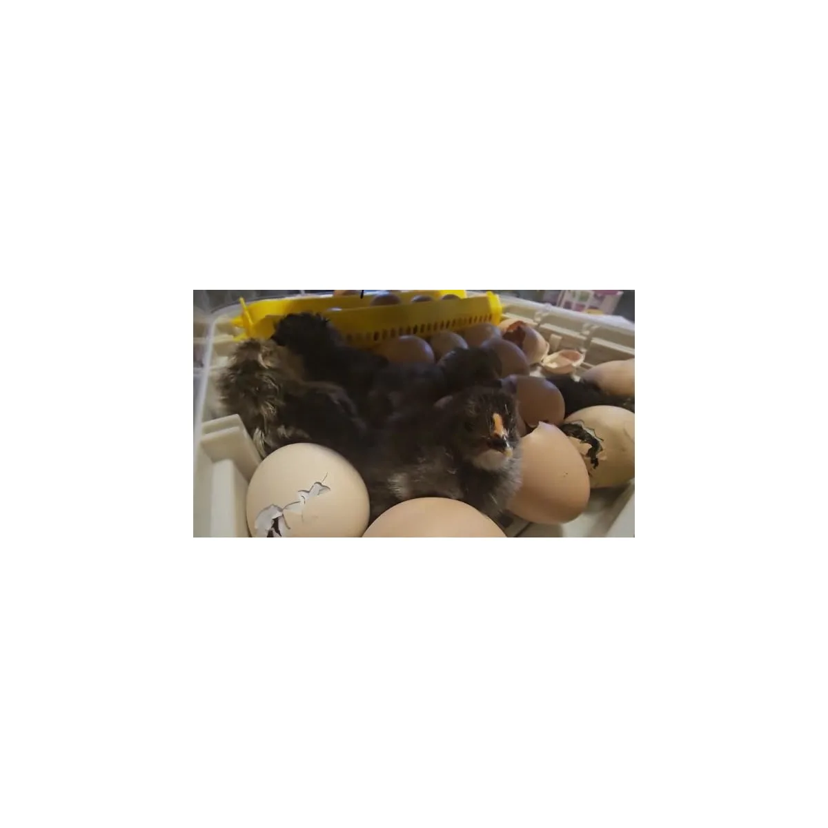 MATICOOPX 30 Egg Incubator with Humidity Display, Egg Candler, Automatic Egg Turner, for Hatching Chickens — image 8