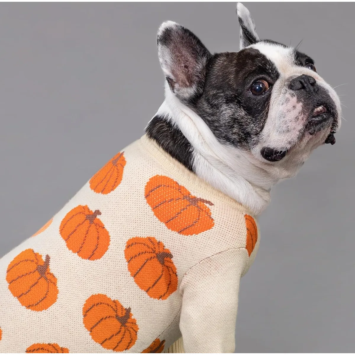 Fitwarm Pumpkin Dog Sweater, Thanksgiving Outfit for Small Dogs Boy Girl, Pet Outfit, Orange, Beige, Medium — image 3