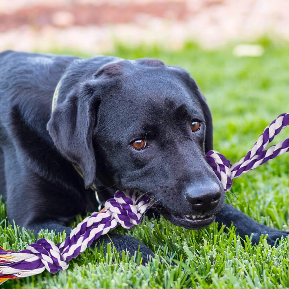 SHARLOVY Large Tough Chew Toys for Aggressive Chewers, 9 Pack Dog Rope Toys — image 6