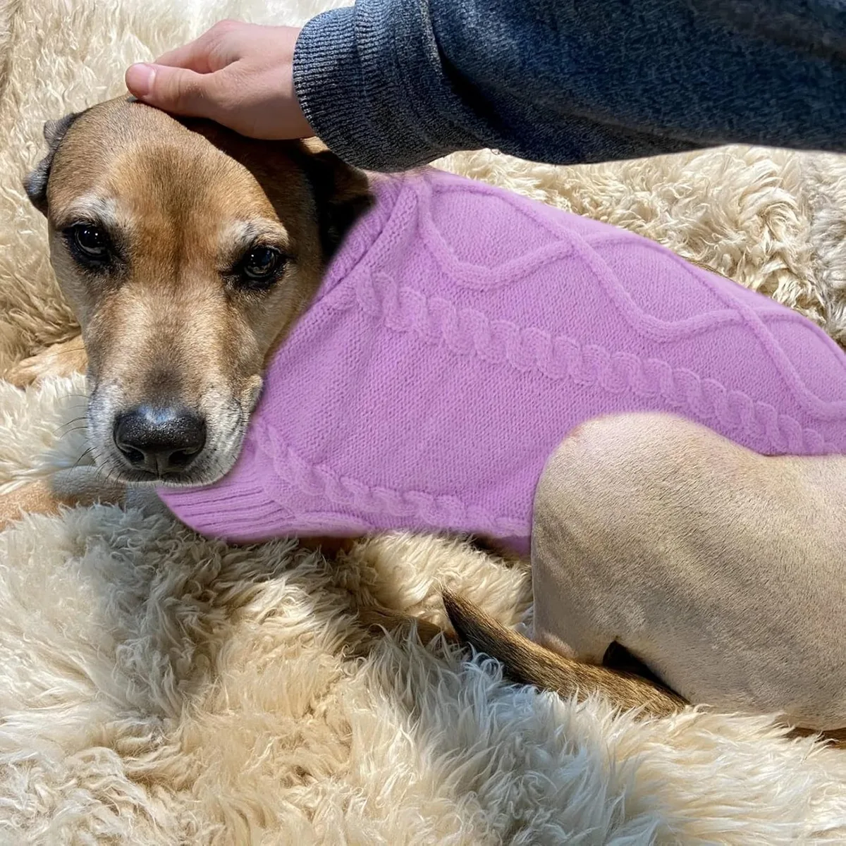 Queenmore Small Dog Sweater for Small Dogs Girl, Winter Dogs/Cats Pullover — image 7
