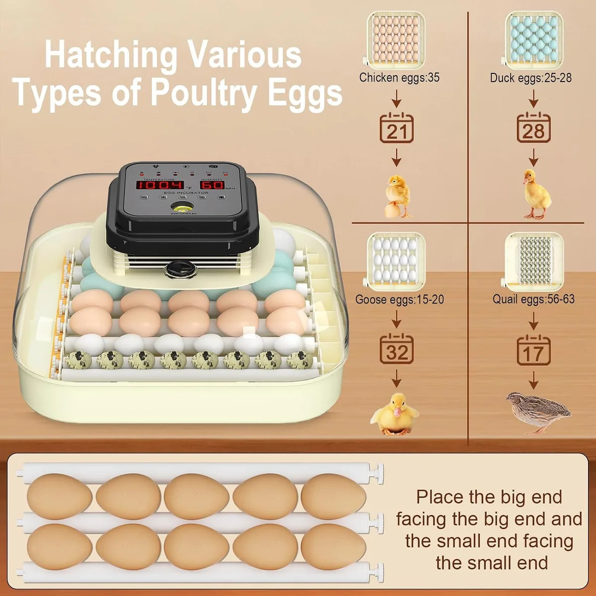 CoInceptus 35 Chicken Egg Incubator, Quail Incubator with Humidity Control — image 4